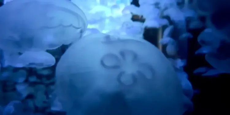 Montpellier : à la découverte du monde marin et du cosmos avec Planet Ocean