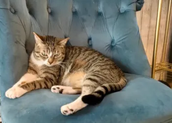 Montpellier : La Maison des Chats, le concept idéal pour les amoureux des matous