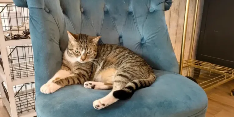 Montpellier : La Maison des Chats, le concept idéal pour les amoureux des matous