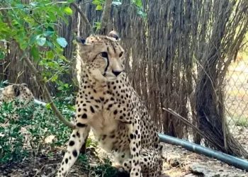 Montpellier : Encore quelques jours pour profiter du zoo avant fermeture