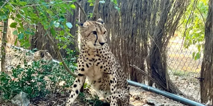 Montpellier : Encore quelques jours pour profiter du zoo avant fermeture