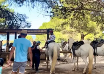 Une promenade à cheval dans les bois des Aresquiers