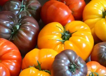Le Festival de la Tomate débarque à Clapiers
