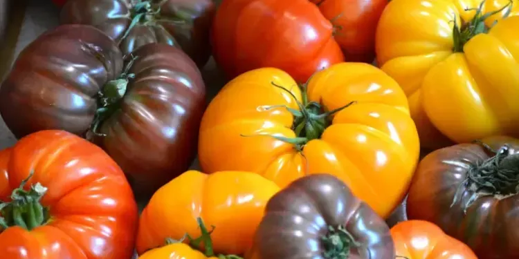 Le Festival de la Tomate débarque à Clapiers