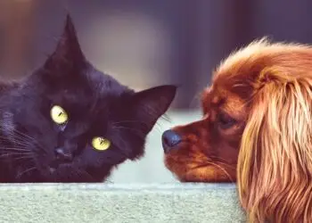 Montpellier : la journée de la protection de nos amis les animaux