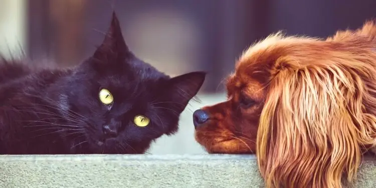 Montpellier : la journée de la protection de nos amis les animaux
