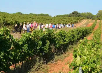 La fête des vendanges au Domaine de l'Arbousier
