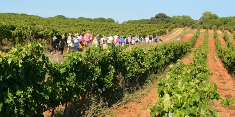 La fête des vendanges au Domaine de l'Arbousier