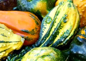 Tombez amoureux de l’automne lors de la Fête de la courge à Saint-Jean-de-Védas