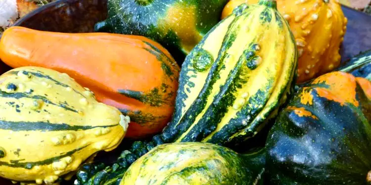 Tombez amoureux de l’automne lors de la Fête de la courge à Saint-Jean-de-Védas
