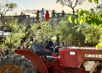 3 jours pour la Féria des Olives au Domaine de l’Oulivie
