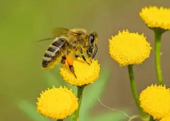 Un dimanche au pays des abeilles à Saint-Mathieu-de-Tréviers