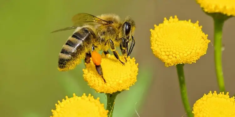 Un dimanche au pays des abeilles à Saint-Mathieu-de-Tréviers
