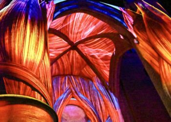 Cœur de Ville en Lumières 2026 : Les dates sont tombées, préparez votre automne à Montpellier
