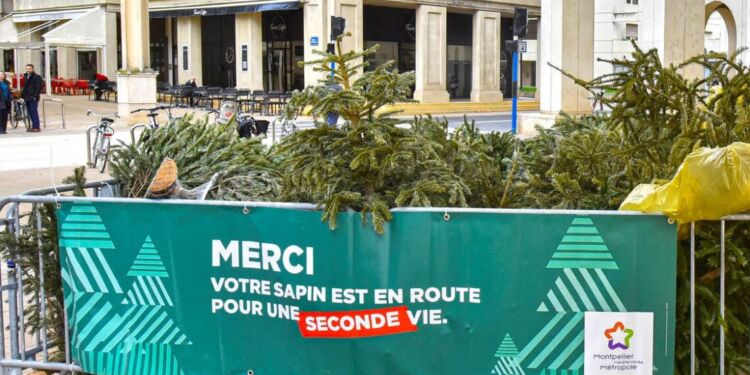 Recycler son sapin, c'est facile ! Participez à l'opération “Parcs à Sapins”