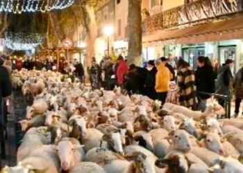 Une transhumance lumineuse dans les rues de Lunel