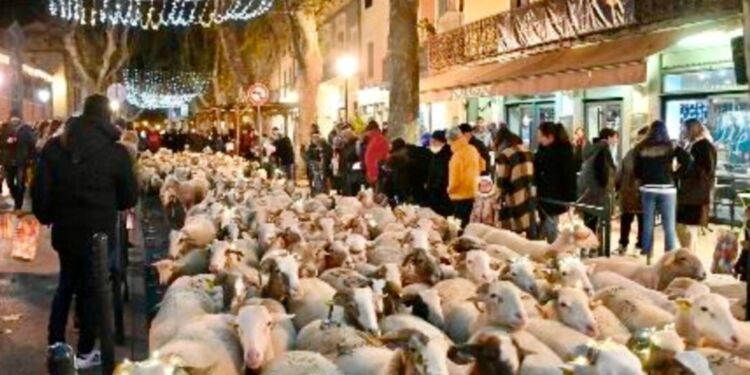 Une transhumance lumineuse dans les rues de Lunel