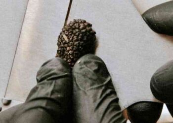 Claret a du nez pour sa fête de la truffe