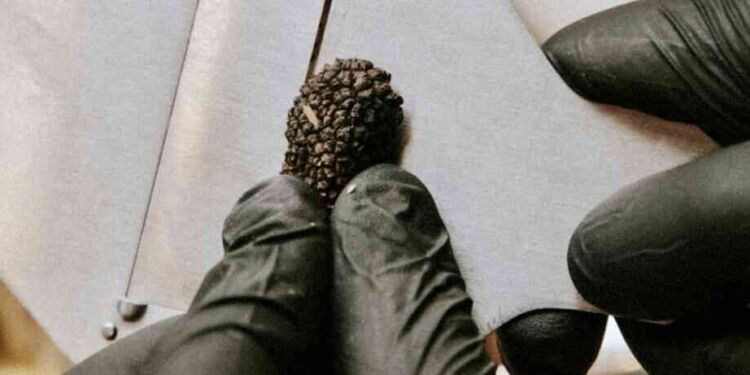Claret a du nez pour sa fête de la truffe
