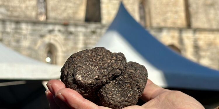 Plongez Au Coeur De La Fete De La Truffe A Saint Genies Des Mourgues