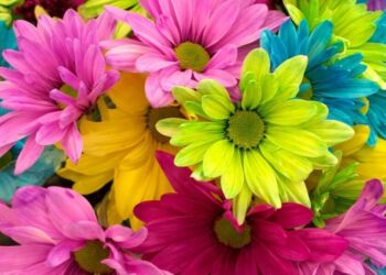 Foire de Printemps de Montpellier : les 500 premiers billets à seulement 2€ au lieu de 5€ sur place