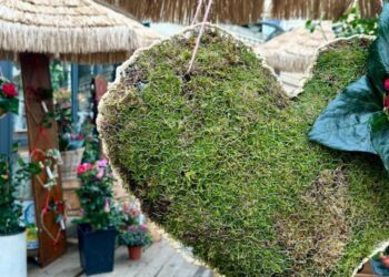 Gagnez votre rose pour la St Valentin