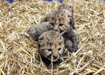 Un heureux événement au zoo de Montpellier : trois guépards sont nés
