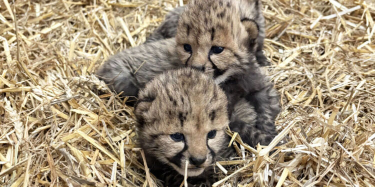 Un heureux événement au zoo de Montpellier : trois guépards sont nés