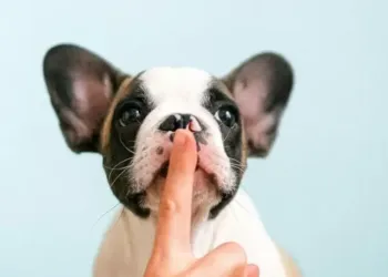 Chiots, câlins et craquages : Le salon des boules de poils débarque à Montpellier