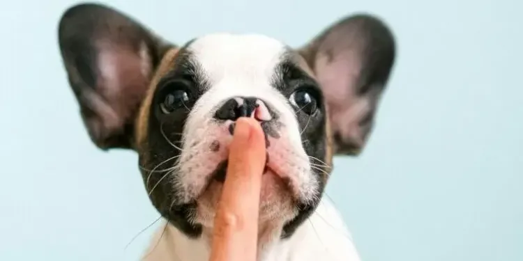 Chiots, câlins et craquages : Le salon des boules de poils débarque à Montpellier