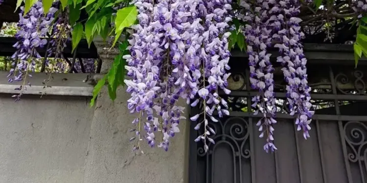 Montpellier : Le quartier Méditerranée fête sa révolution verte