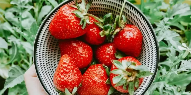 Le Grand Bazar met la Fraise à l'honneur à Mauguio