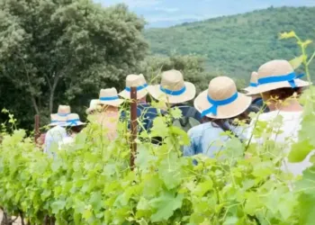 Des balades vigneronnes à Cabrières et Saint saturnin