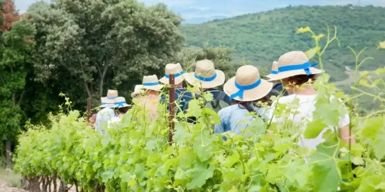 Des balades vigneronnes à Cabrières et Saint saturnin