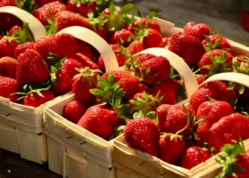 Festival de la fraise : le Mas du Pont voit la vie en rouge