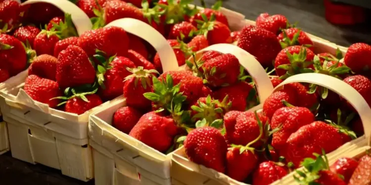 Festival de la fraise : le Mas du Pont voit la vie en rouge
