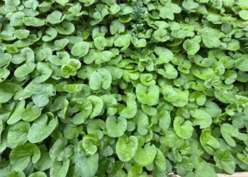 Montpellier célèbre le vivant : une semaine d'immersion nature