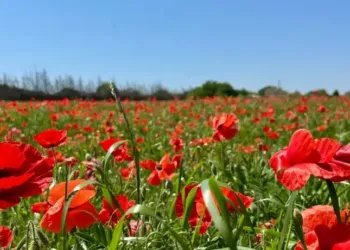 Montpellier : une semaine très mitigée