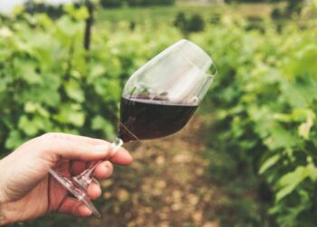 Le Chai du Clapas : le vin fait maison, en plein cœur de Montpellier