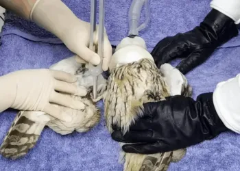 Zoo du Lunaret : Un hôpital pour animaux sauvages