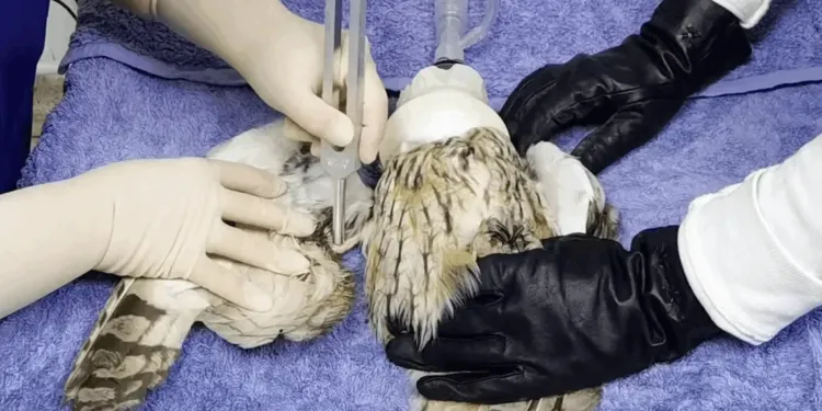 Zoo du Lunaret : Un hôpital pour animaux sauvages
