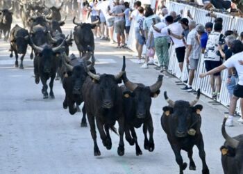 Lunel : Après les chevaux, place à un lâcher de 100 taureaux
