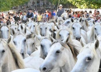 Pescalune : Un lâcher de 100 chevaux dans les rues de Lunel