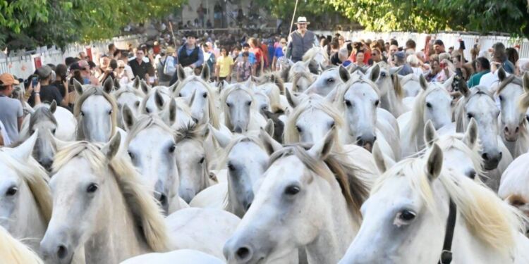 Pescalune : Un lâcher de 100 chevaux dans les rues de Lunel