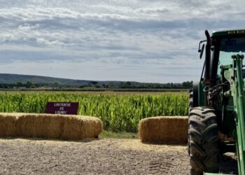 Quand un champ de maïs devient un terrain de jeux près de Montpellier
