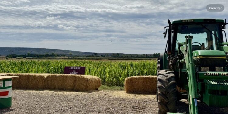 Quand un champ de maïs devient un terrain de jeux près de Montpellier