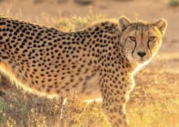 Zoo de Montpellier : le bon plan gratuit des vacances