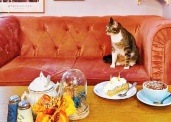 La Maison des Chats à Montpellier : un salon de thé engagé entre saveurs bio et compagnie féline