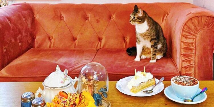 La Maison des Chats à Montpellier : un salon de thé engagé entre saveurs bio et compagnie féline