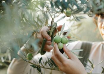Fête de l’Olive à Pignan : Dégustations, traditions et animations